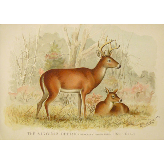 The Virginia Deer. (Cariacus Virginianus. (Bodd Grāy.)  (B7-A-28)