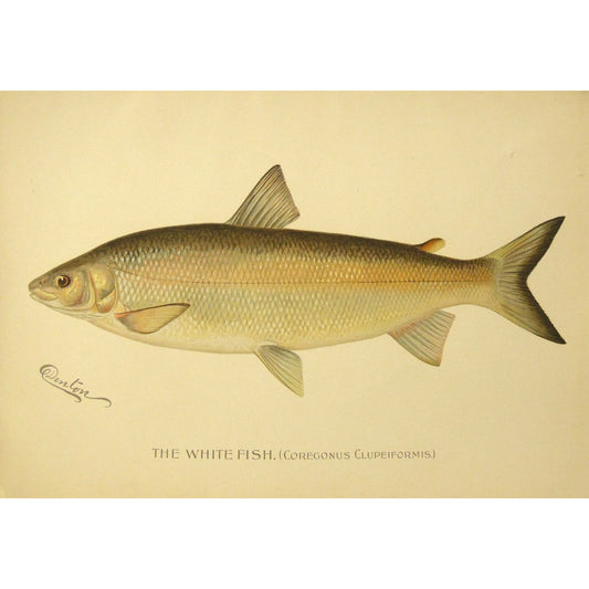 The White Fish. (Coregonus Clupeiformis.)  (B7-A-29)