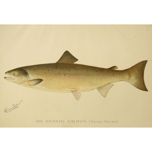 The Atlantic Salmon. (Salmo Salar.)  (B7-A-32)