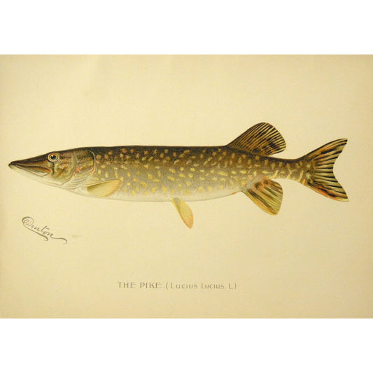 The Pike. (Lucius Lucius. L.)  (B7-A-34)