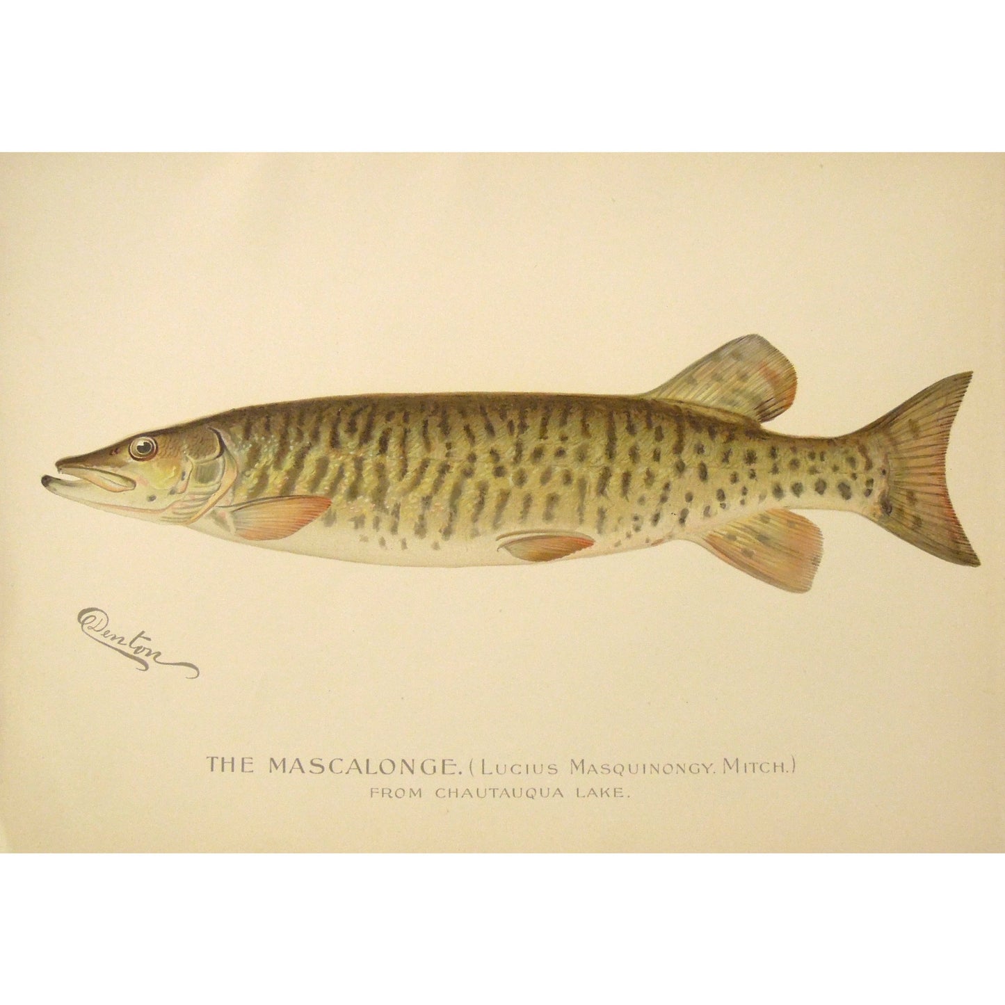 The Mascalonge. (Lucius Masquinongy. Mitch.) (B7-A-35)