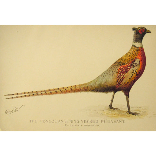 The Mongolian or Ring-Necked Pheasant. (Phasius Torquatus.)  (B7-A-37)