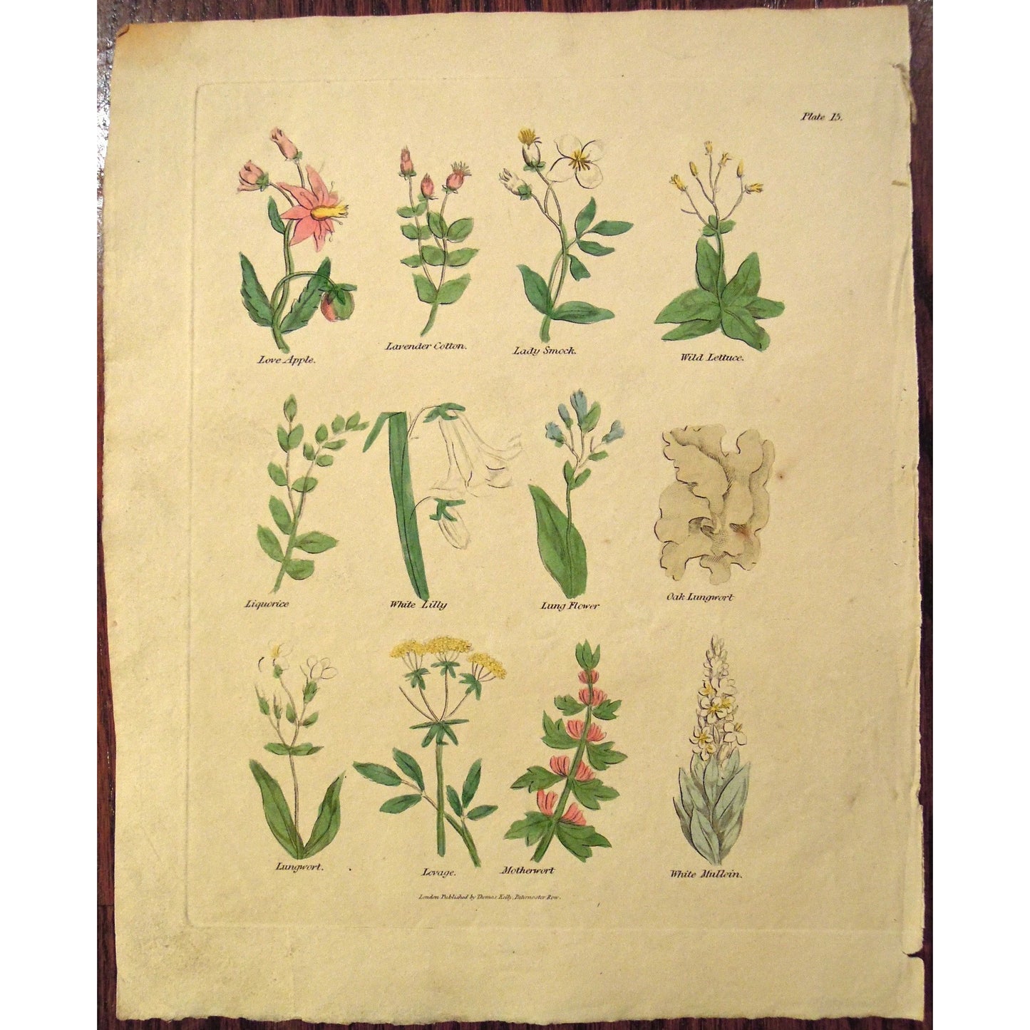 Plate 15. (B6-551)