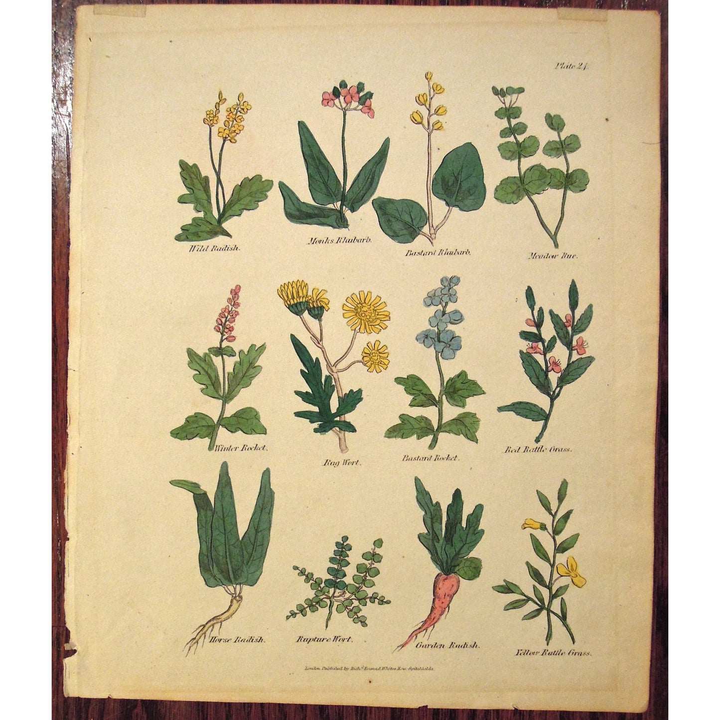 Plate 24. (B6-559a)