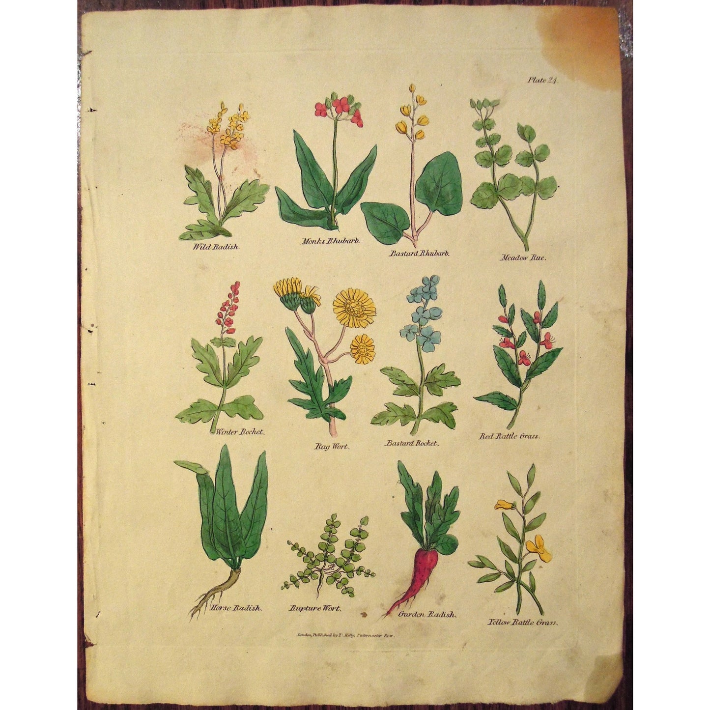 Plate 24. (B6-599b)