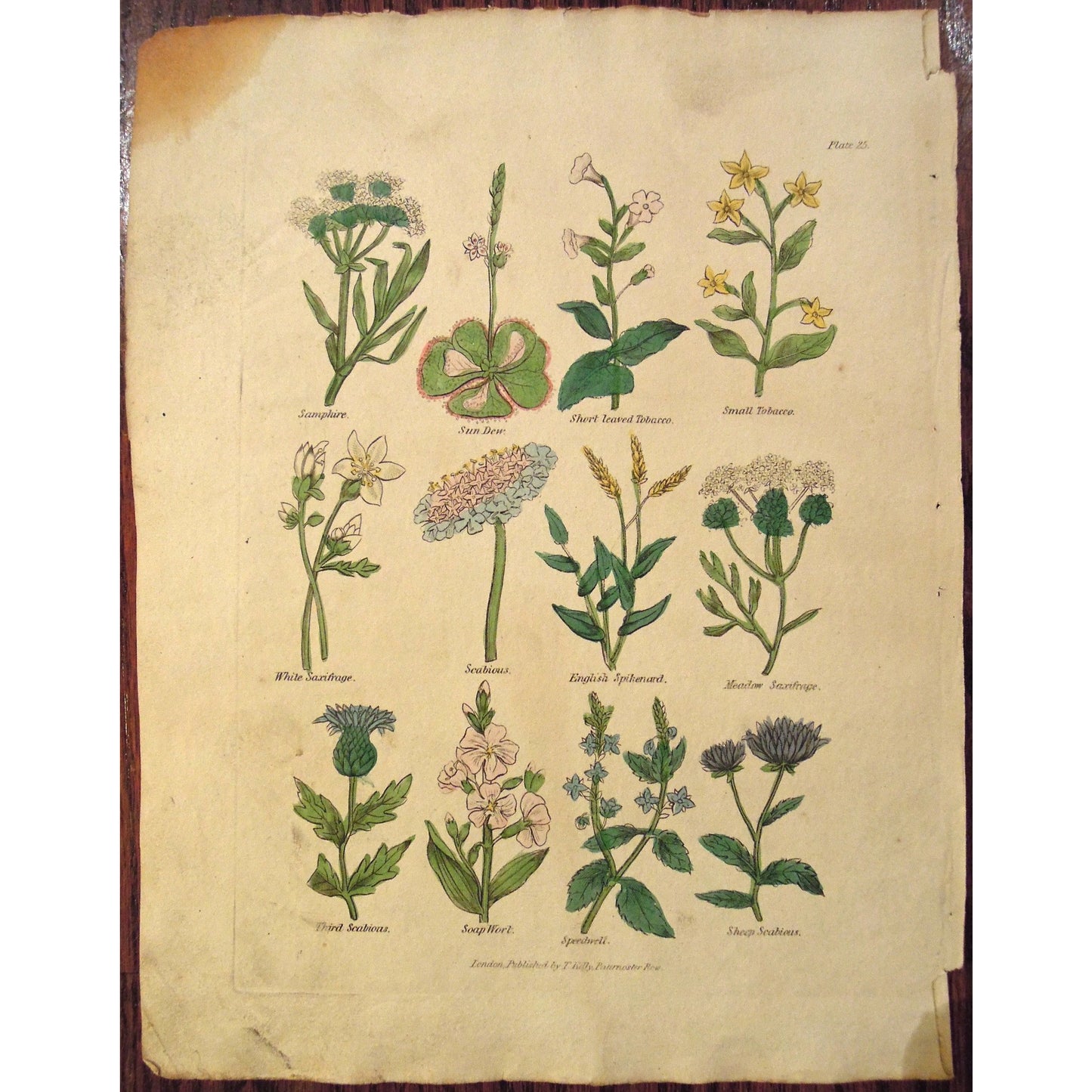 Plate 25. (B6-560)