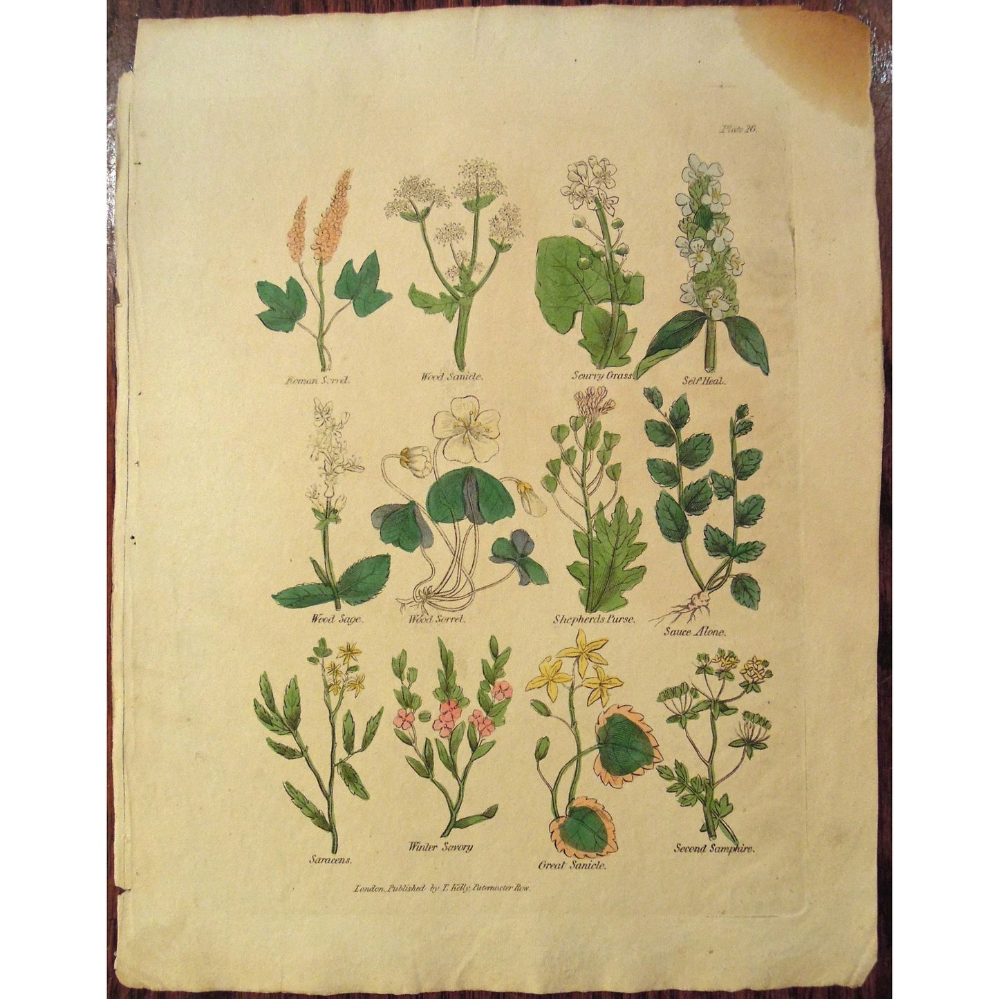 Plate 26. (B6-561)