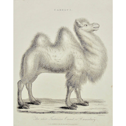 Camelus, Camel, Camels, White Tartarian, Tartarian, Dromedary, Animal, Animals, Antique Prints, Antique, Prints, Art, Wall art, decor, Vintage, Encyclopedia, 1799, 