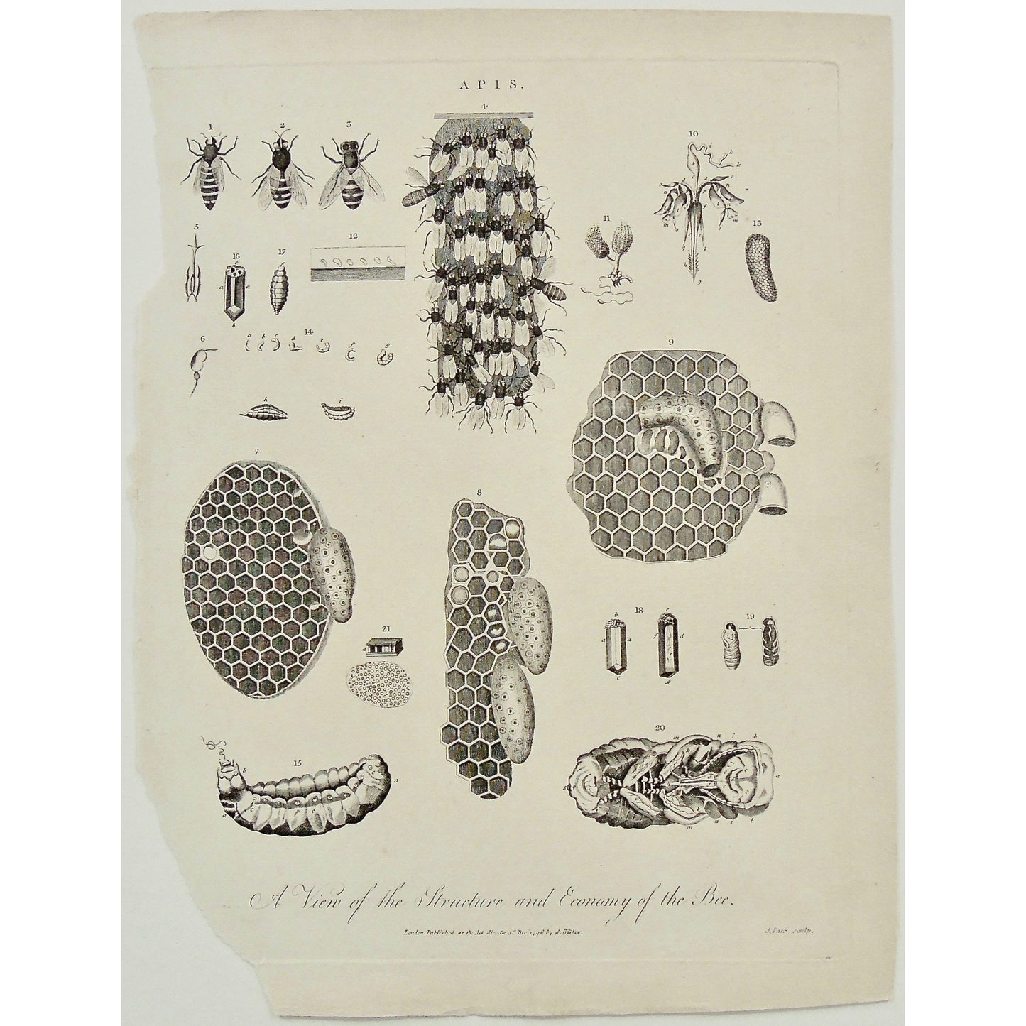 Apis, Bees, bee, Wasp, honeycomb, honey, stages, lifecycle, insect, insects, bugs, bug, Structure of the bee, economy of the bee, Wilkes, Adlard, Pass, Antique Print, Antique, Prints, Art, Vintage, Wall art, Wall decor, engraving, encyclopedia, Encyclopaedia Londinensis, London, 1796,