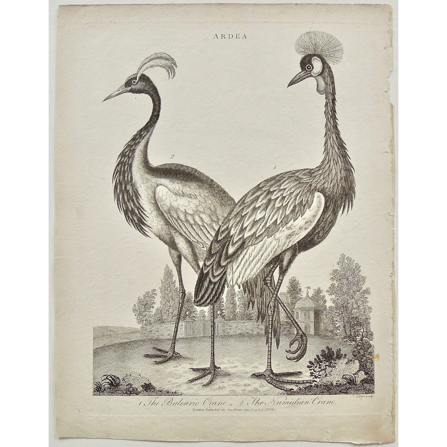Ardea, Birds, Bird, Ornithology, Feathers, Balearic, Balearic Crane, Crance, Numidian, Numidian Crane, Antique Print, Antique, Prints, Vintage, Art, Wall art, decor, Original, Encyclopedia, Encyclopaedia Londinensis, London, 1798, Universal Dictionary of Arts, Dictionary, Adlard, Pass, Wilkes,