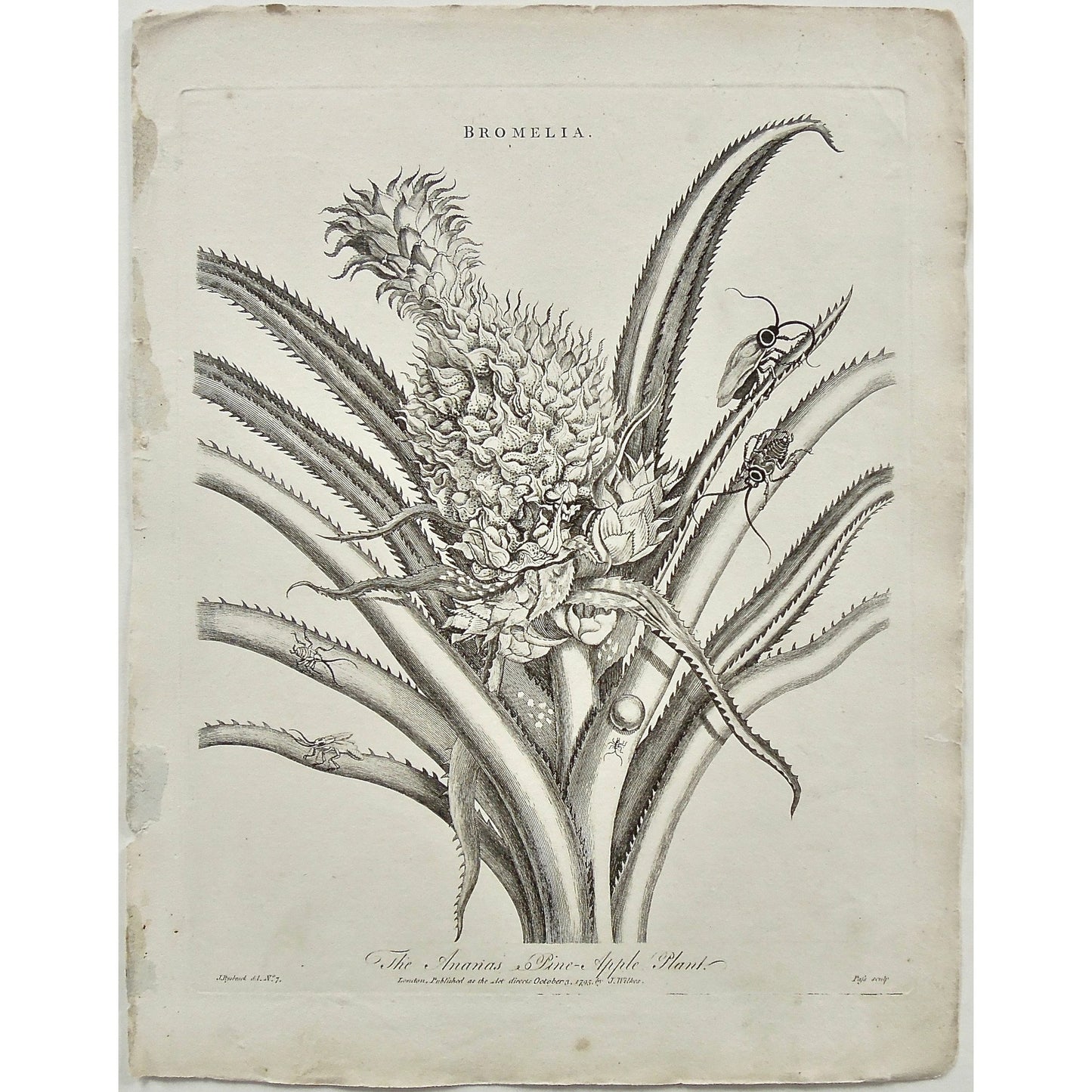 Bromelia. The Ananas Pine - Apple Plant.  (B1-148)