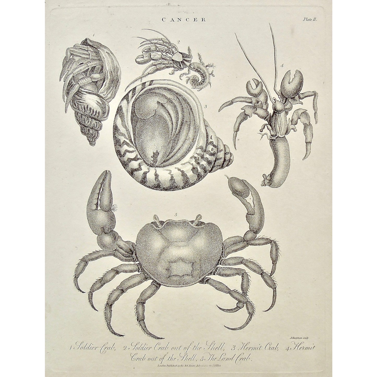 Cancer, Soldier Crab, Crab, Crabs, Soldier, Out of the shell, Hermit crab, Hermit, Land crab, land, shellfish, shell, shells, pincers, legs, Universal Dictionary, Dictionary, Encyclopaedia Londinensis, Encyclopedia, London, Antique Print, Antique, Prints, Vintage, Vintage Art, Art, Wall art, Decor, wall decor, design, engraving, original, authentic, Collectors, Collectable, rare books, rare, book, printmaking, print, printers, Wilkes, Adlard, Chapman, 1800,