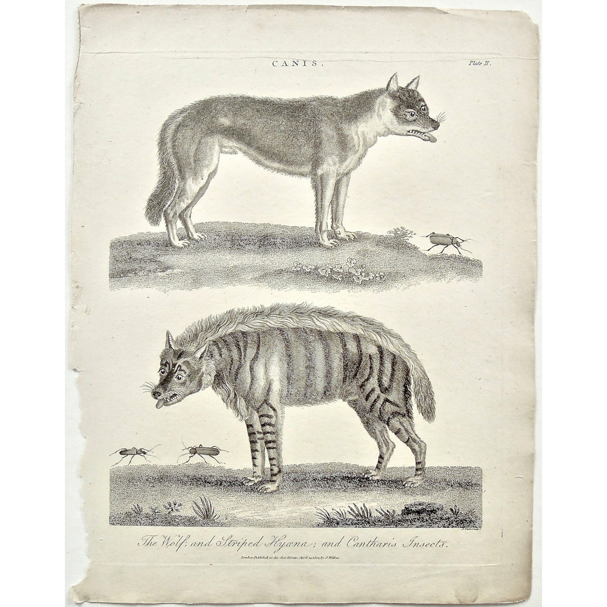 Canis, Canine, Dog, Dogs, animal, Animals, Wolf, wolves, Striped Hyaena, Striped, Hyaena, Cantharis, insects, Cantharis insects, bugs, Universal Dictionary, Dictionary, Encyclopaedia Londinensis, Encyclopedia, London, Antique Print, Antique, Prints, Vintage, Vintage Art, Art, Wall art, Decor, wall decor, design, engraving, original, authentic, Collectors, Collectable, rare books, rare, book, printmaking, print, printers, Wilkes, Adlard, Pass, 1800,