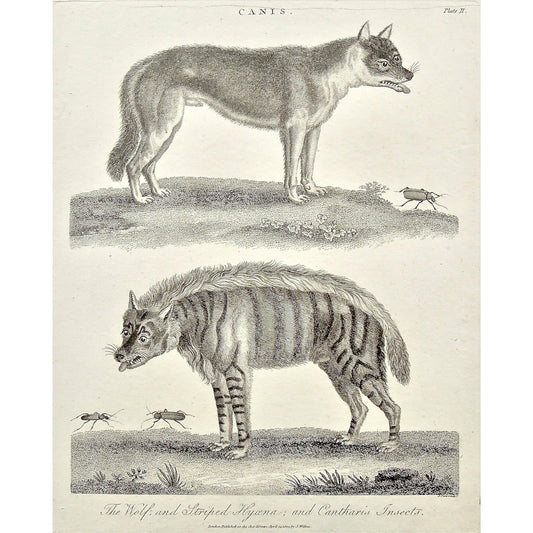 Canis, Canine, Dog, Dogs, animal, Animals, Wolf, wolves, Striped Hyaena, Striped, Hyaena, Cantharis, insects, Cantharis insects, bugs, Universal Dictionary, Dictionary, Encyclopaedia Londinensis, Encyclopedia, London, Antique Print, Antique, Prints, Vintage, Vintage Art, Art, Wall art, Decor, wall decor, design, engraving, original, authentic, Collectors, Collectable, rare books, rare, book, printmaking, print, printers, Wilkes, Adlard, Pass, 1800,