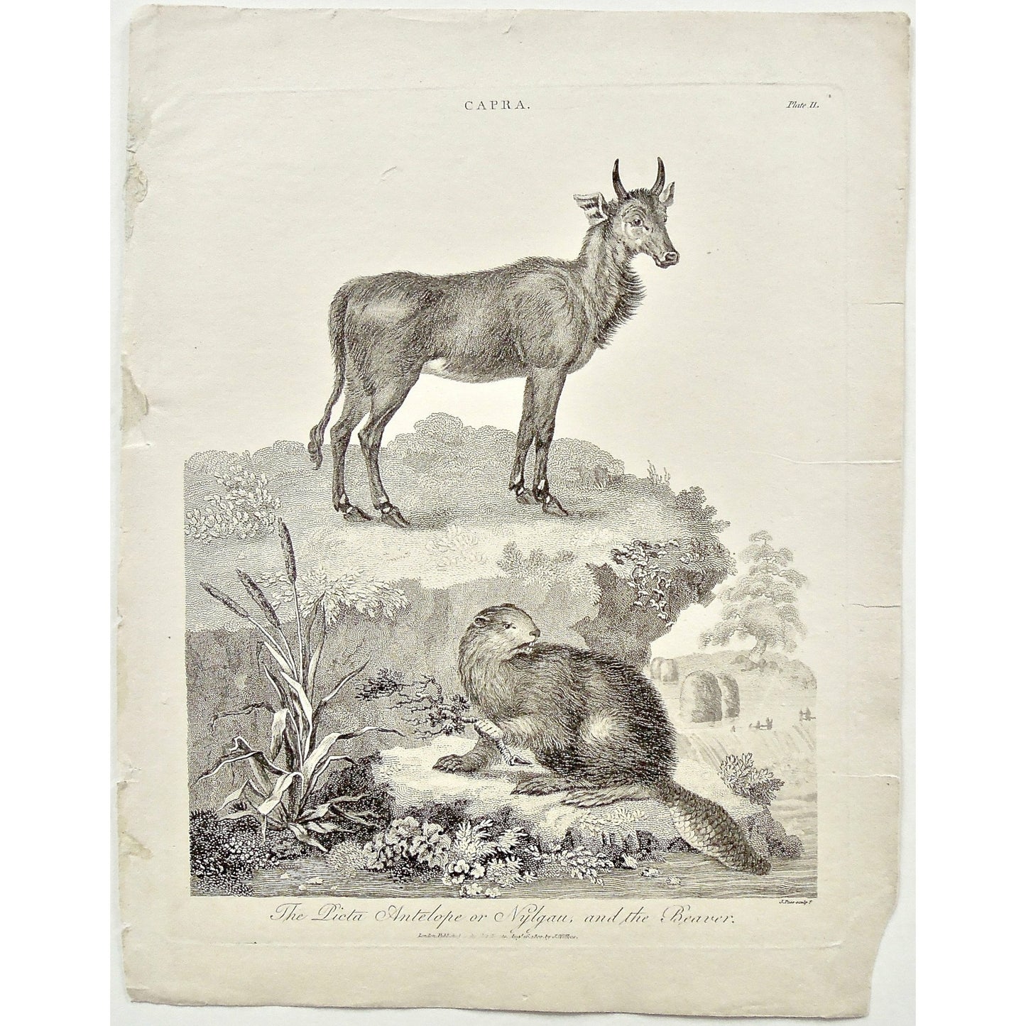 Capra, Picta Antelope, Picta, Antelope, Nylgau, Beaver, Beavers, animals, Universal Dictionary, Dictionary, Encyclopaedia Londinensis, Encyclopedia, London, Antique Print, Antique, Prints, Vintage, Vintage Art, Art, Wall art, Decor, wall decor, design, engraving, original, authentic, Collectors, Collectable, rare books, rare, book, printmaking, print, printers, Wilkes, Adlard, Pass, 1800,