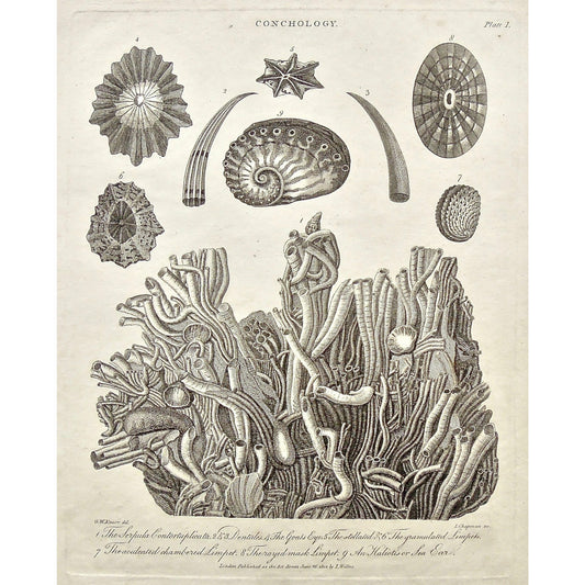 Conchology, Conch, Conchs, Serpula Contortuplicata, Serpula, Contortuplicata, Dentales, Goats Eye, stellated, gramulated Limpets, Limpets, aculeated chambered Limpet, rayed mask Limpet, Haliotis, Sea Ear, Shells, Shell, Sea life, sea creatures, anemone, Universal Dictionary, Dictionary, Encyclopaedia Londinensis, Encyclopedia, London, Antique Print, Antique, Prints, Vintage, Vintage Art, Art, Wall art, Decor, wall decor, design, engraving, original, authentic, Collectors, Collectable, rare books, rare, book