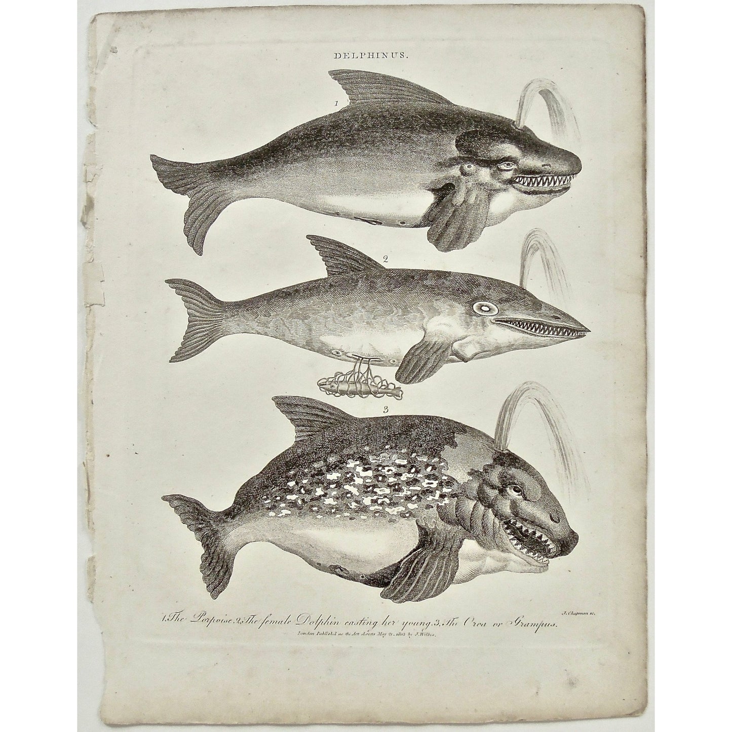 Delphinus. 1. The Porpoise. 2. The female Dolphin casting her young. 3. The Orca or Grampus.  (B1-183)