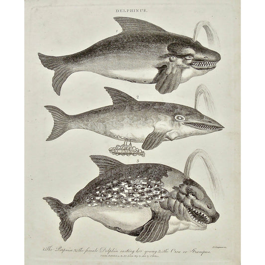 Delphinus. 1. The Porpoise. 2. The female Dolphin casting her young. 3. The Orca or Grampus.  (B1-183)