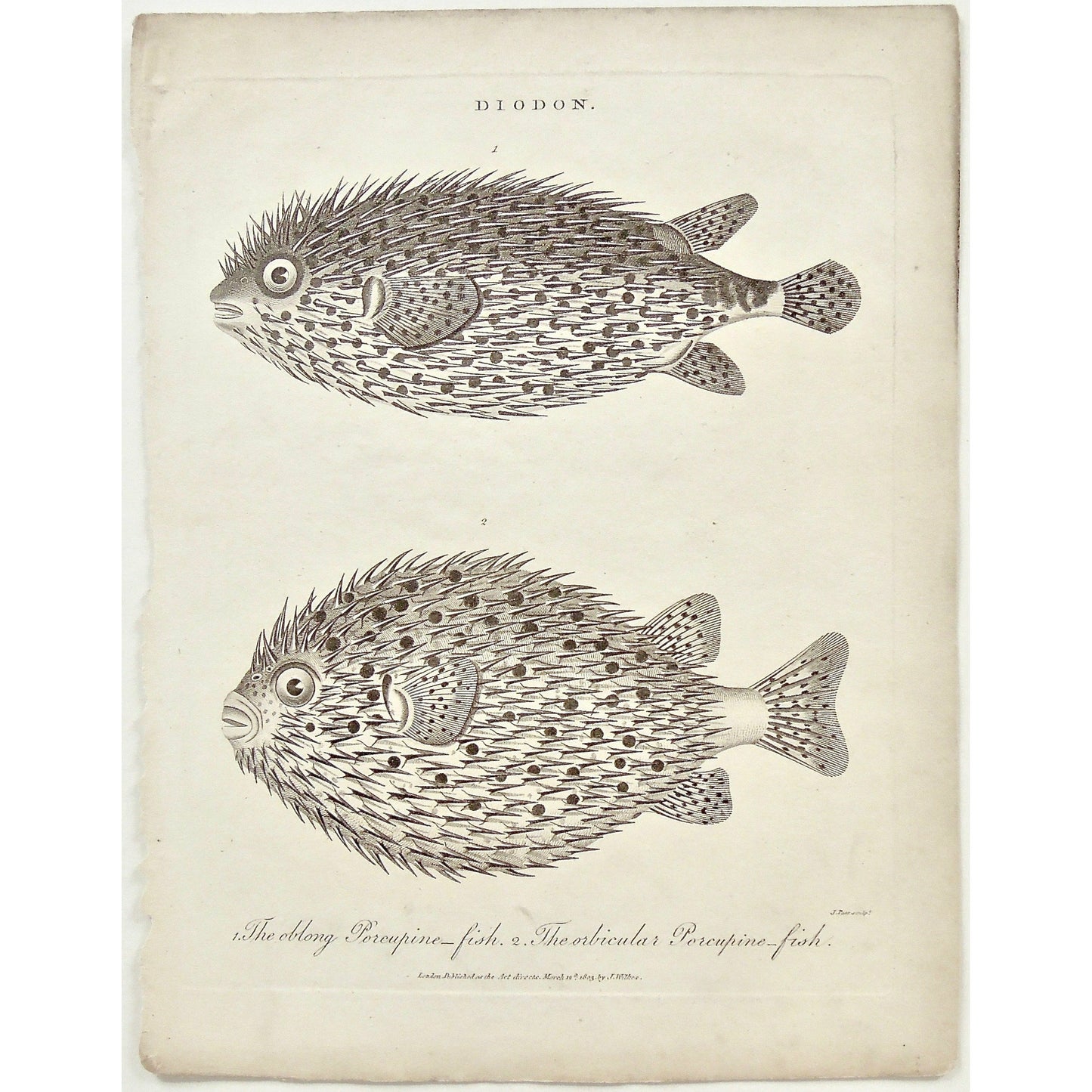 Diodon, Oblong Porcupine fish, Oblong, Porcupine fish, Porcupine, Fish, Fishing, Orbicular Porcupine fish, Orbicular, Puffer fish, blowfish, Universal Dictionary, Dictionary, Encyclopaedia Londinensis, Encyclopedia, London, Antique Print, Antique, Prints, Vintage, Vintage Art, Art, Wall art, Decor, wall decor, Home Decor, Interior design, Interior, Historical, History, Art History, design, engraving, original, authentic, Collectors, Collectable, rare books, rare, book, printmaking, print, printers, Wilkes, 