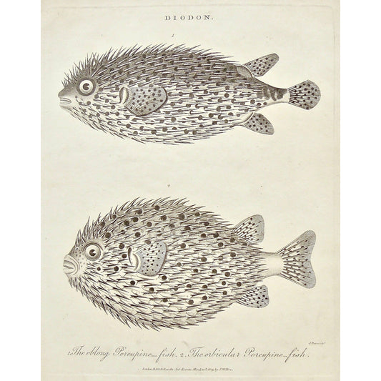Diodon, Oblong Porcupine fish, Oblong, Porcupine fish, Porcupine, Fish, Fishing, Orbicular Porcupine fish, Orbicular, Puffer fish, blowfish, Universal Dictionary, Dictionary, Encyclopaedia Londinensis, Encyclopedia, London, Antique Print, Antique, Prints, Vintage, Vintage Art, Art, Wall art, Decor, wall decor, Home Decor, Interior design, Interior, Historical, History, Art History, design, engraving, original, authentic, Collectors, Collectable, rare books, rare, book, printmaking, print, printers, Wilkes, 