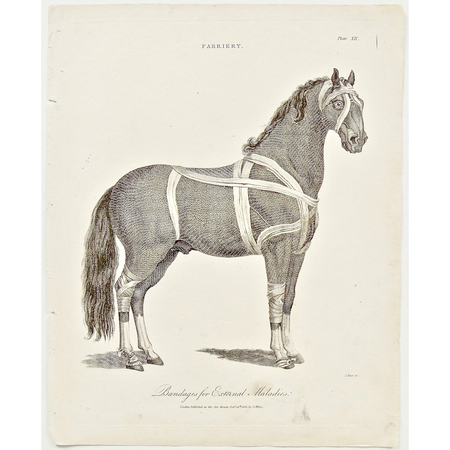 Farriery, Horse, Horses, Riding, Horseman, horsemanship, Bandages, External Maladies, Maladies, Farrier, Hoofs, Vet, Veterinarian, bandage, Universal Dictionary, Dictionary, Encyclopaedia Londinensis, Encyclopedia, London, Antique Print, Antique, Prints, Vintage, Vintage Art, Art, Wall art, Decor, wall decor, Home Decor, Interior design, Interior, Historical, History, Art History, design, engraving, original, authentic, Collectors, Collectable, rare books, rare, book, printmaking, print, printers, Wilkes