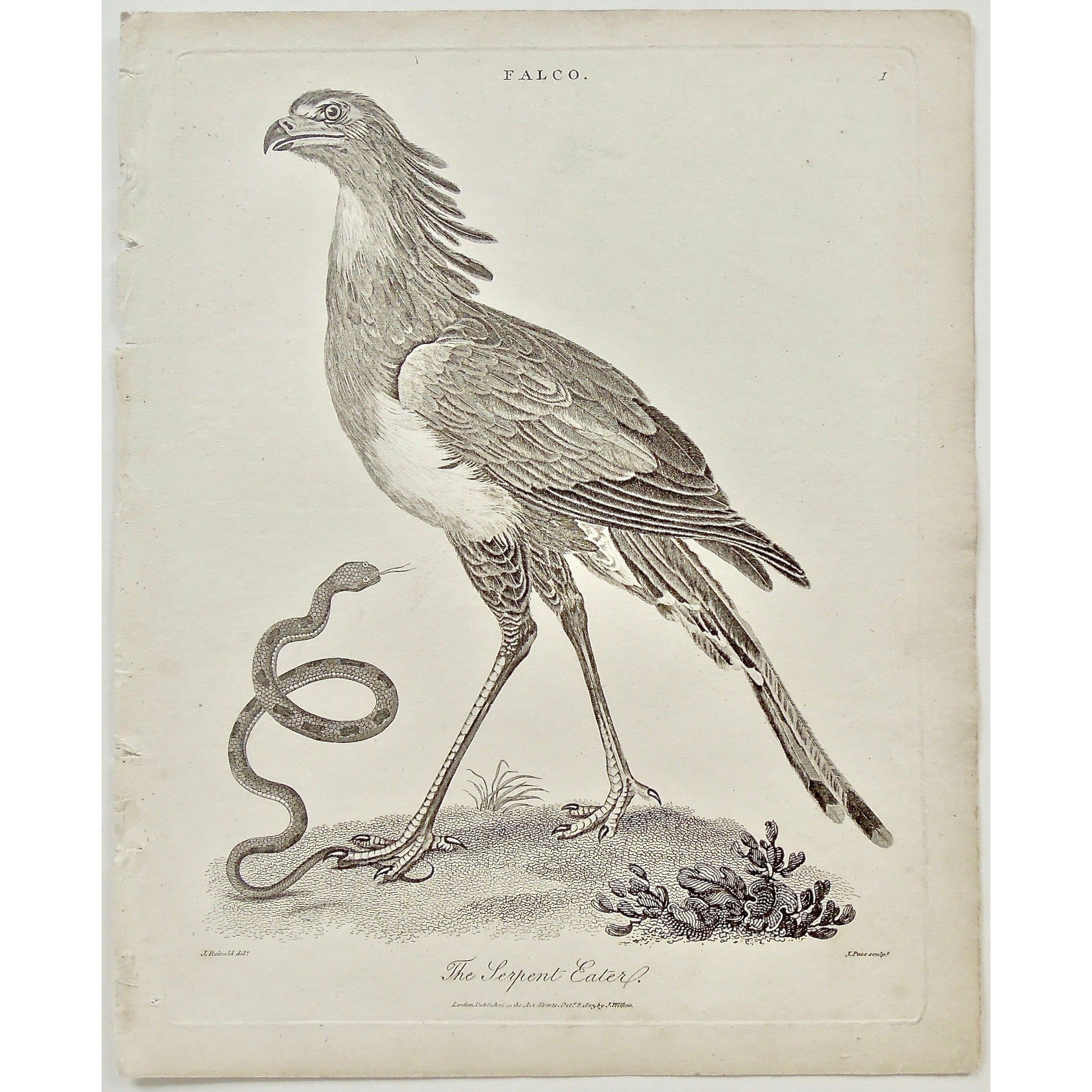 Falco, Falcon, Serpent Eater, Serpent, Eater, Snake, Snakes, Serpents, bird, Birds, Ornithology, Falconry, beak,