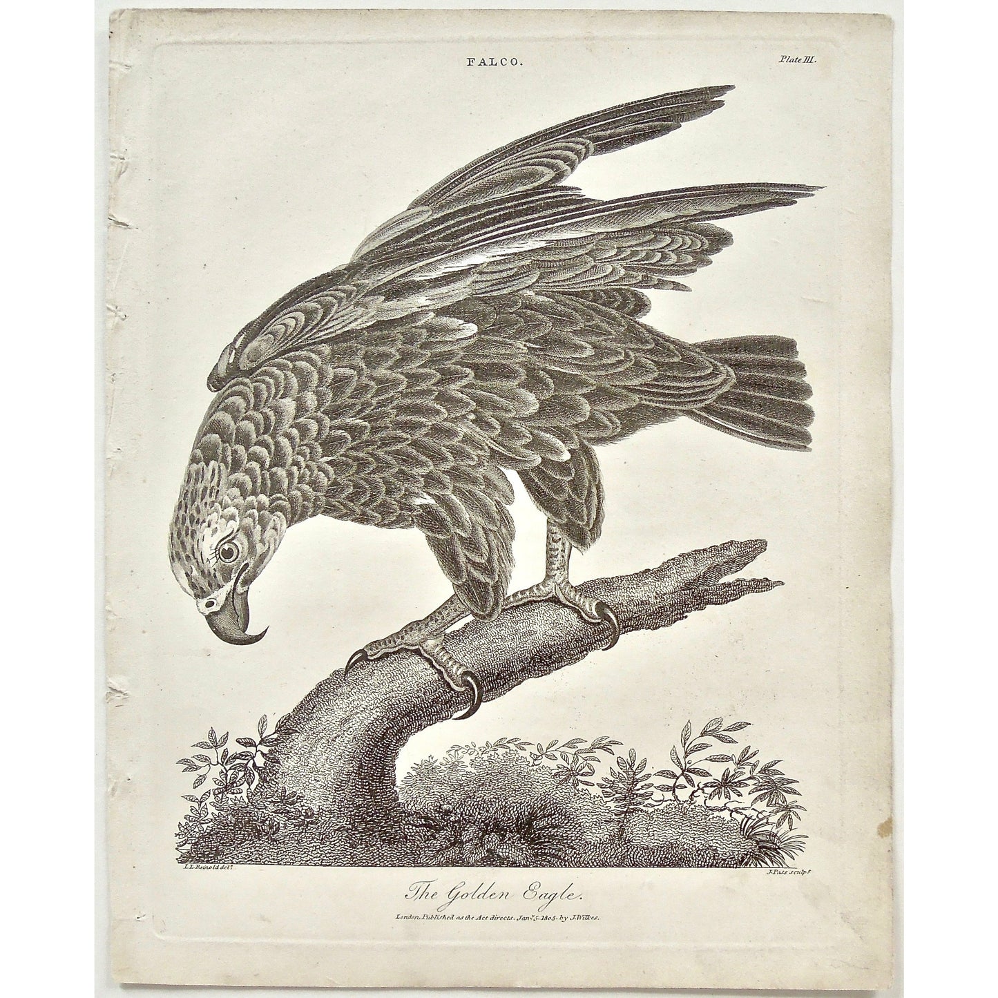 Falco, Falcon, Falconry, Golden Eagle, Golden, Eagle, Bird, Birds, Ornithology, feathers, beak, head, Antique prints, Prints, Printmaking, old prints, bird prints, original, antique, vintage, engraving, art, wall decor, wall art, home decor, interior decor, design, black and white, Encyclopedia, Old books, rare books,