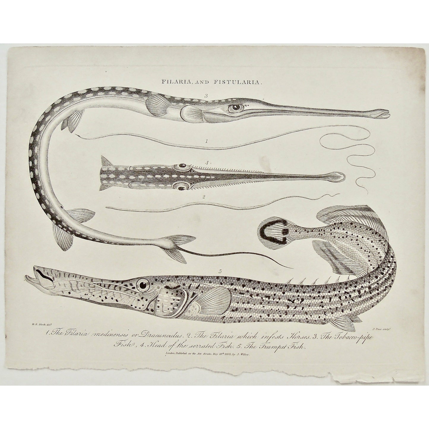 Filaria, Fistularia, Filaria medinensis, Dracunculus, Filaria that Infests Horses, Infest, Horses, Tobacco-pipe fish, fish, fishing, tobacco pipe, Head of Serrated fish, Trumpet fish, Trumpet, Serrated, head, parasites, Antique Print, Prints, antique, wall decor, wall art, interior decor, home decor, art history, history of art, original, rare, rare prints, rare books, authentic, black and white, engraving, encyclopedia, encyclopedia pages, 1800s, Wilkes, Adlard, Block, Pass, copper engraving, fish prints,