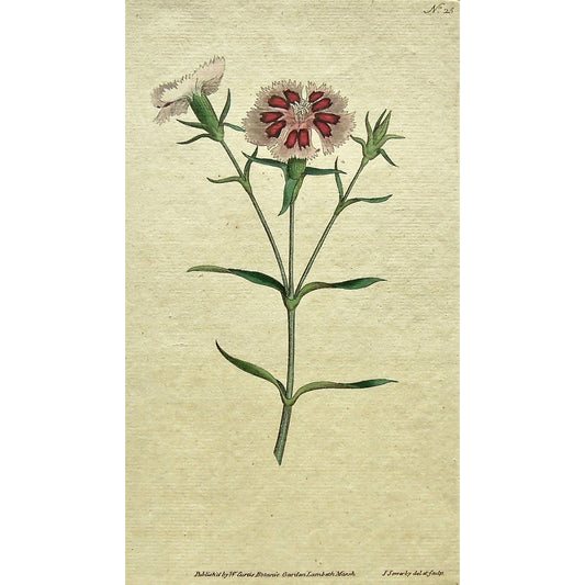 Plate 25 (Dianthus Chinensis. China or Indian Pink)  (B6-469)