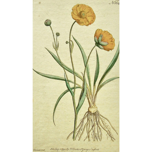Plate 164 (Ranunculus Gramineus. Grass-leaved Crowfoot.)  (B6-474)