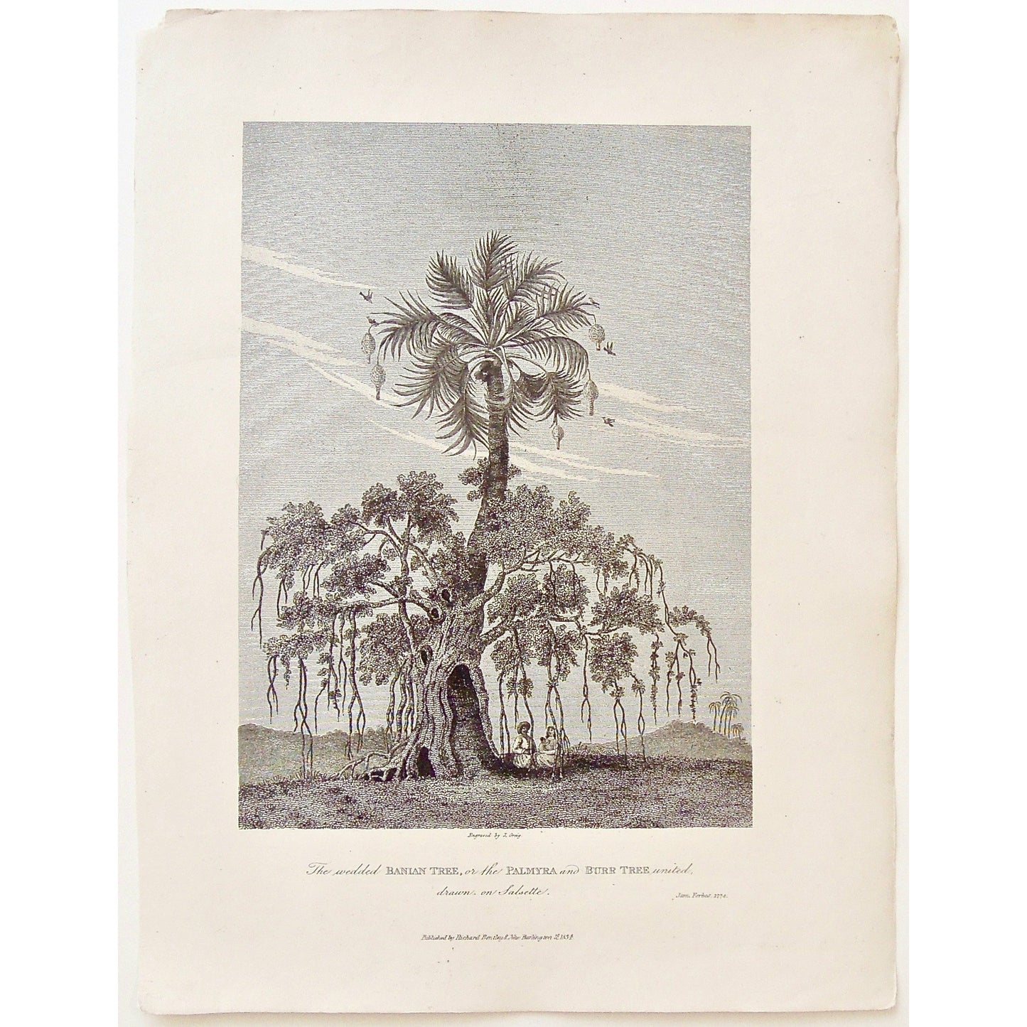 Wedded Banian Tree, Banian Tree, Tree, Trees, Banian, Banyan, Banyan Tree, Wedded Banyan Tree, Palmyra, Burr Tree, Palmyra and Burr Tree United, Botany, drawn on Salsette, Salsette, Under a banian tree, under a tree, Sitting under a tree, India, Indian, Indian Tree, Indian landscape, James Forbes, Forbes, Eliza Rosée, Countess De Montalembert, Oriental Memoirs, Narrative of Seventeen Years Residence in India, Bentley, 8 New Burlington Street, London, Greig, Nichols & Son, 25 Parliament Street, 1774, 1834,