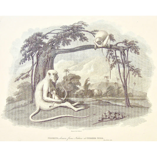 Monkey, Monkeys, Drawn from Nature, Cubber Burr, India, Indian, Breast feeding, family of monkeys, Indian Monkeys, James Forbes, Forbes, Eliza Rosée, Countess De Montalembert, Oriental Memoirs, Narrative of Seventeen Years Residence in India, Bentley, 8 New Burlington Street, London, Heath, Nichols & Son, 25 Parliament Street, 1783, 1834, Antique Print, Antique, Prints, Vintage Prints, Vintage, Collector, Collectable, Original, Unique, Rare Map, Rare, Rare books, engravings, engraving, steel engraving, art