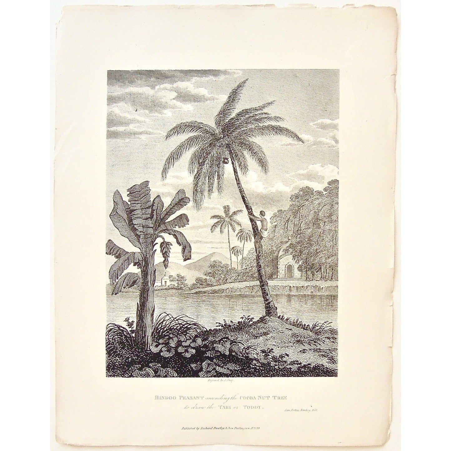 Hindoo Peasant, Hindoo, Hindu Peasant, Hindu, Peasant, ascending a cocoa nut tree, Ascending a Palm Tree, Cocoa Nut Tree, coconut tree, palm Trees, Drawing the Tari, Drawing the Toddy, Tari, Toddy, climbing a tree, by the water, India, Indian, Indian trees, James Forbes, Forbes, Eliza Rosée, Countess De Montalembert, Oriental Memoirs, Narrative of Seventeen Years Residence in India, Bentley, 8 New Burlington Street, London, Shury, Nichols & Son, 25 Parliament Street, 1768, 1834, Antique Print, Antique, Pri