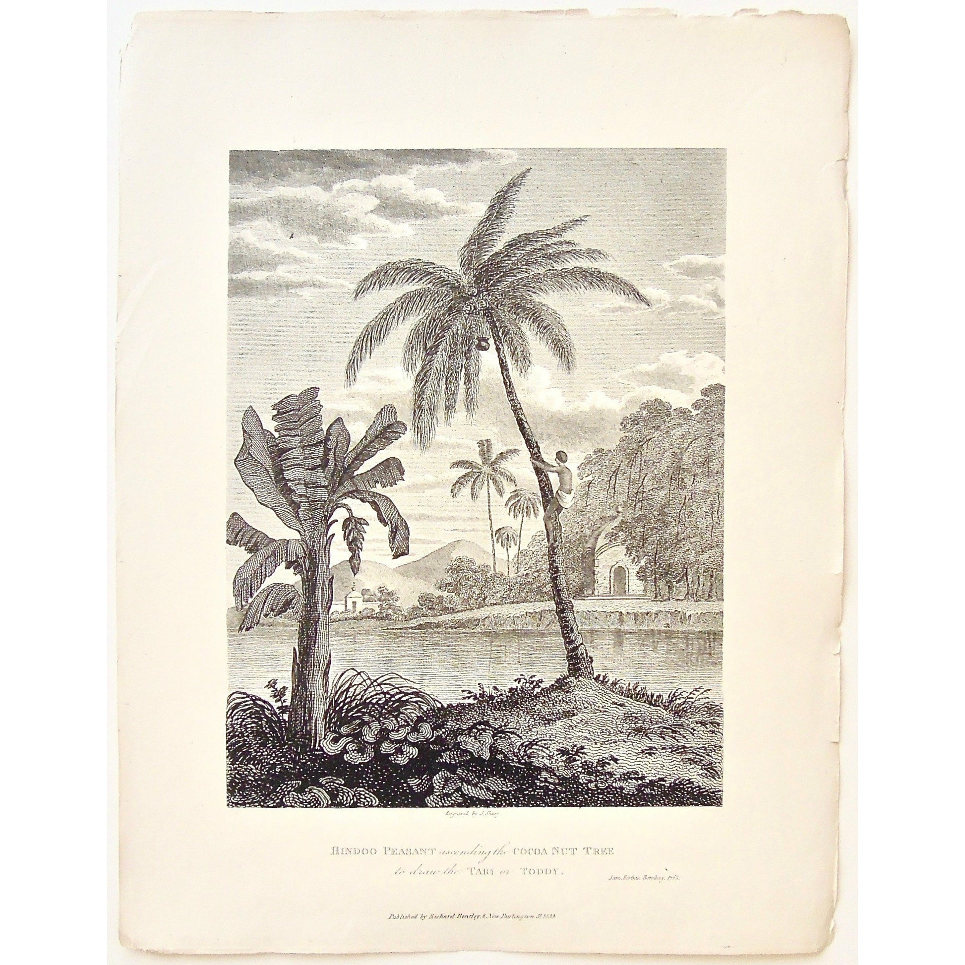 Hindoo Peasant, Hindoo, Hindu Peasant, Hindu, Peasant, ascending a cocoa nut tree, Ascending a Palm Tree, Cocoa Nut Tree, coconut tree, palm Trees, Drawing the Tari, Drawing the Toddy, Tari, Toddy, climbing a tree, by the water, India, Indian, Indian trees, James Forbes, Forbes, Eliza Rosée, Countess De Montalembert, Oriental Memoirs, Narrative of Seventeen Years Residence in India, Bentley, 8 New Burlington Street, London, Shury, Nichols & Son, 25 Parliament Street, 1768, 1834, Antique Print, Antique, Pri