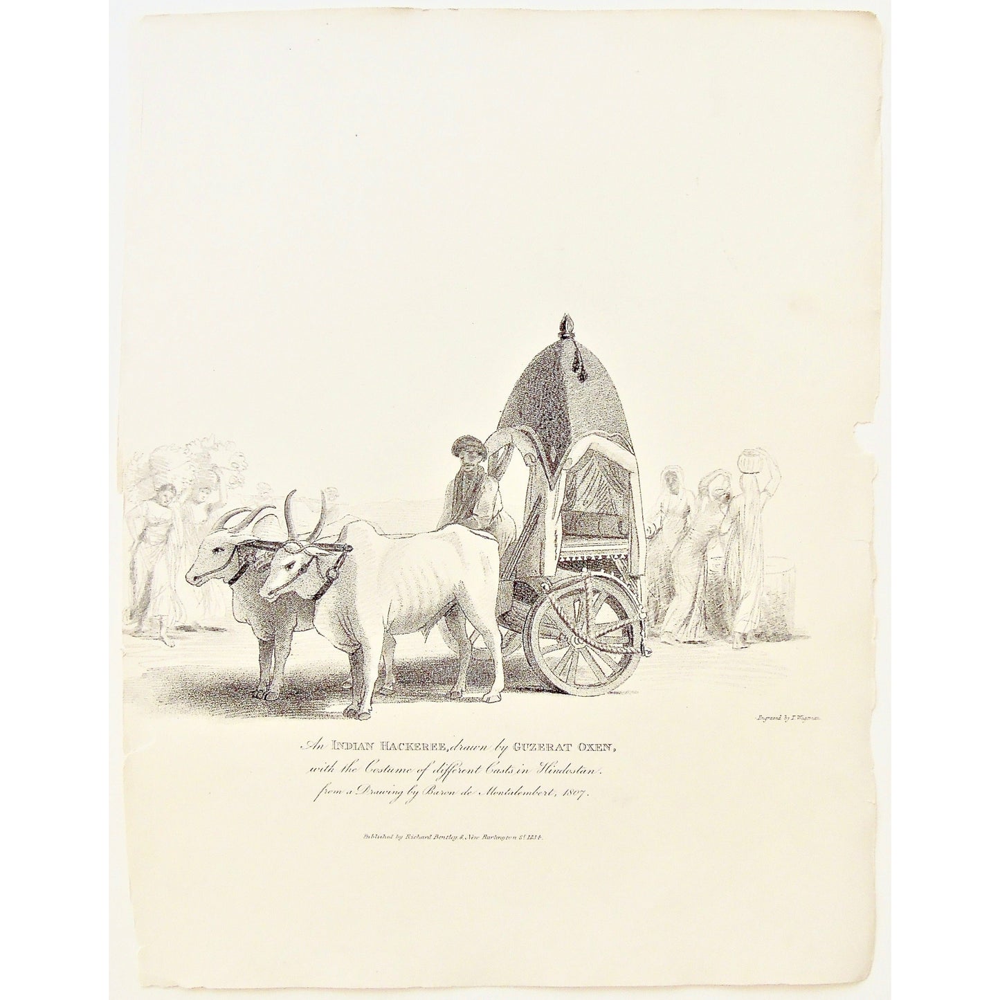 India, Indian, Indian Hackeree, Hackeree, Guzerat Oxen, Guzerat, Gujarat, Ox, Oxen, Costume, Casts, Hindostan, Hindu, Different casts, Baron de Montalembert, 1807, James Forbes, Forbes, Eliza Rosée, Countess De Montalembert, Oriental Memoirs, Narrative of Seventeen Years Residence in India, Bentley, 8 New Burlington Street, London, Wageman, Nichols & Son, 25 Parliament Street, 1834, Steel engraving, Antique Prints, Antique, Prints, Printmaking, Original, Rare, Rare books, Collectable, Unique, Wall decor,