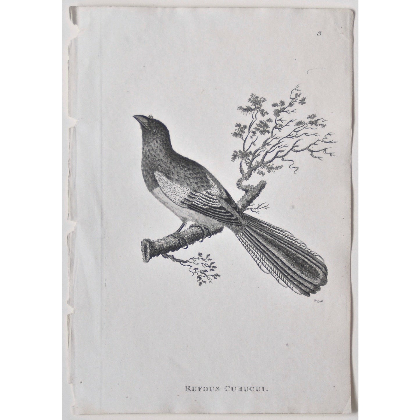 Rufous Curucui. (B7-42)