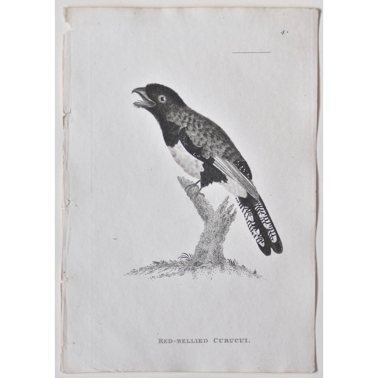 Red-Bellied Curucui. (B7-45)