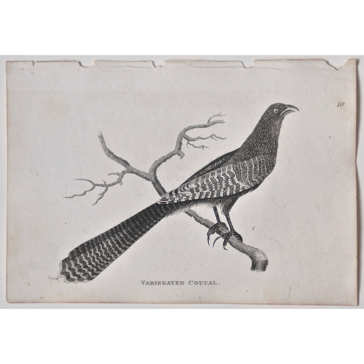 Variegated Coucal. (B7-50)