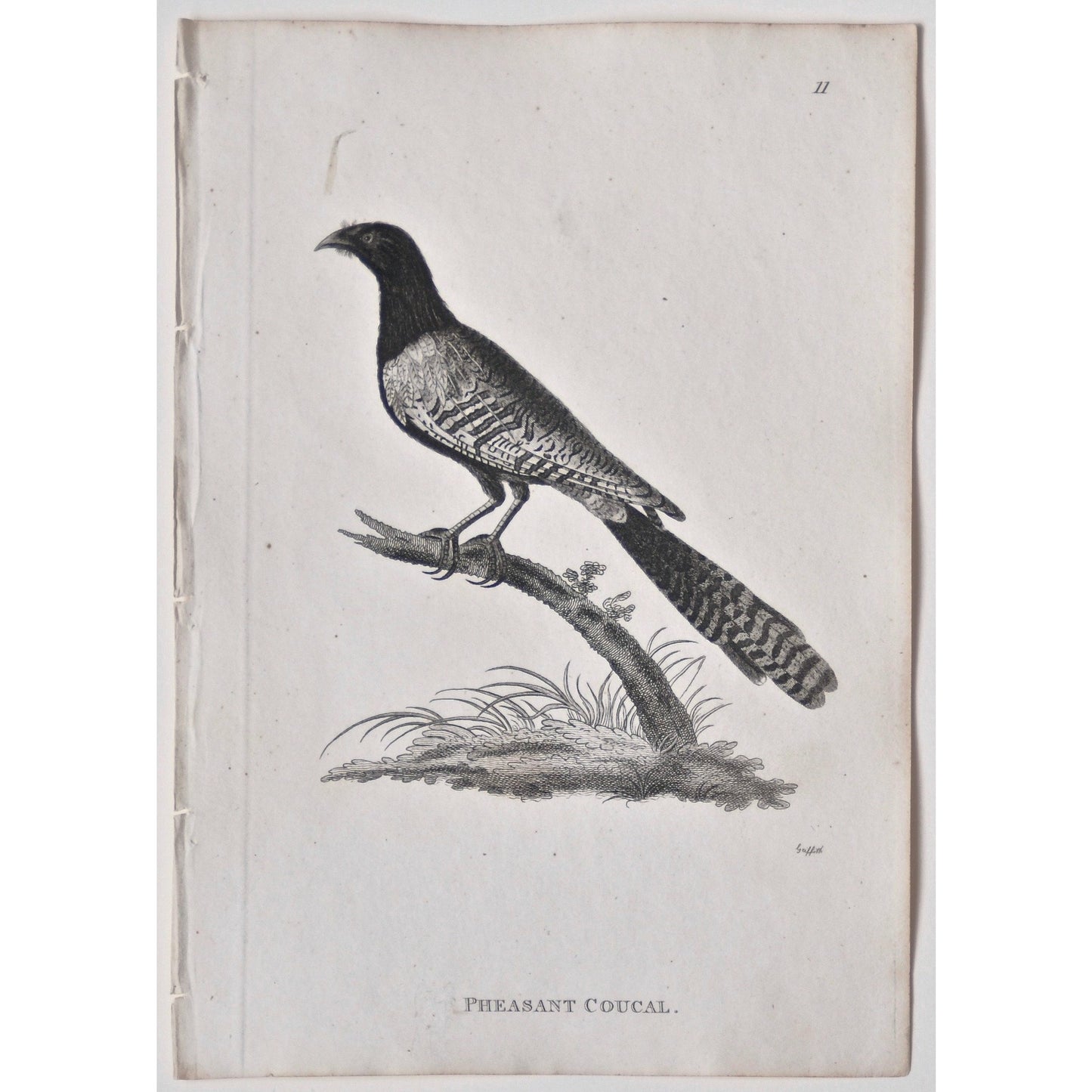 Pheasant Coucal. (B7-51)