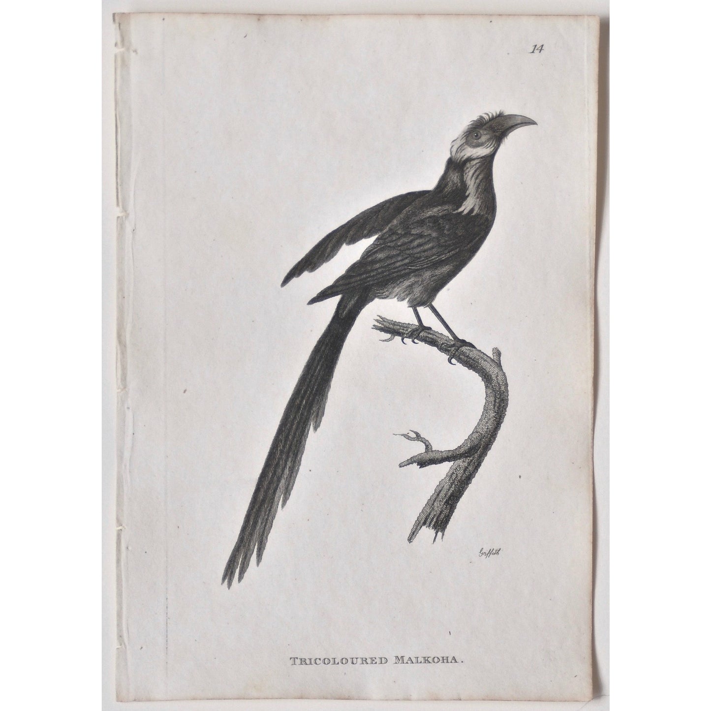 Tricoloured Malkoha. (B7-54)