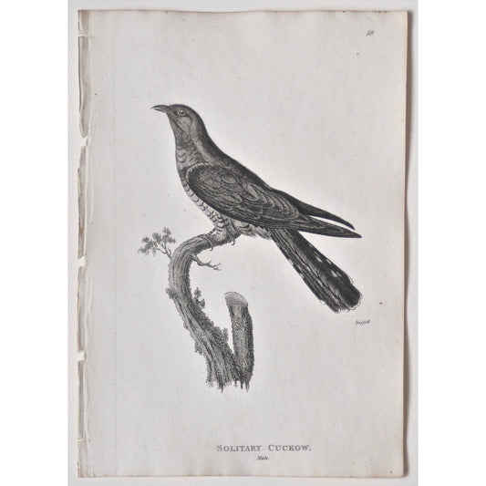 Solitary Cuckow. Male.  (B7-58)