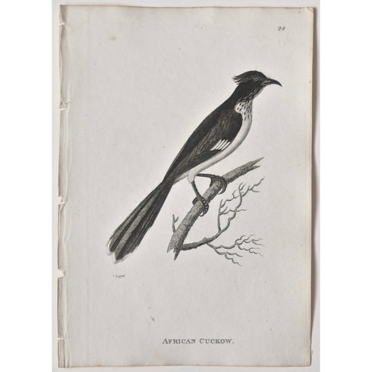 African Cuckow.  (B7-63)