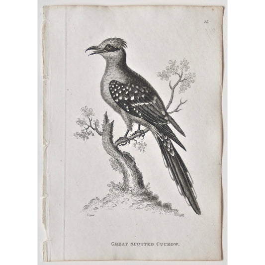 Great Spotted Cuckow.  (B7-64)