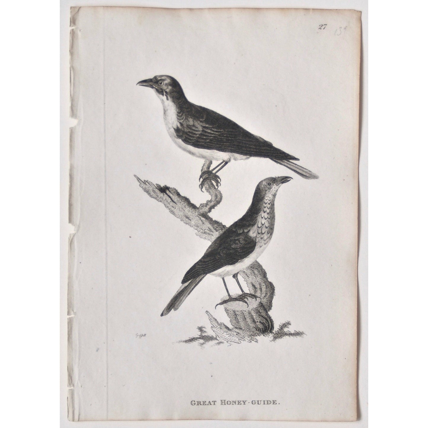 Great Honey-Guide. (B7-66)