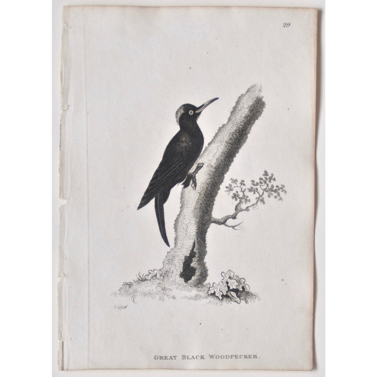Great Black Woodpecker. (B7-68)
