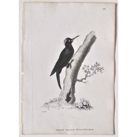 Great Black Woodpecker.  (B7-68)