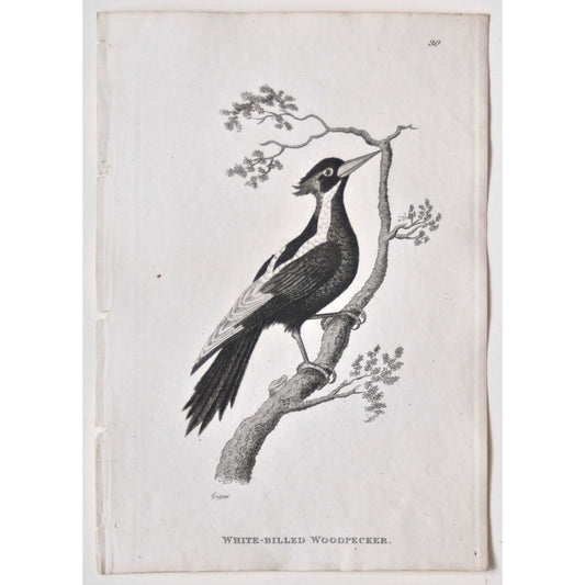 White-Billed Woodpecker.  (B7-69)
