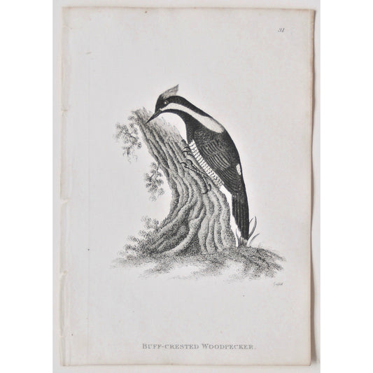 Buff-Crested Woodpecker.  (B7-70)