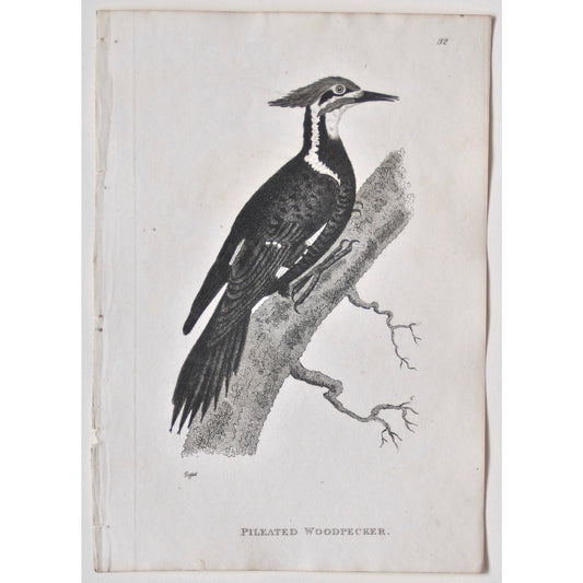 Pileated Woodpecker.  (B7-71)