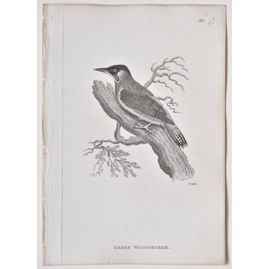 Green Woodpecker.  (B7-74)